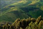 Shades of green